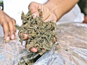 ganja-01_201808114775.jpg