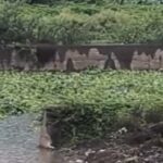 करोडोंचा खर्च, तरी जलपर्णी पावसानेच वाहून नेली; वारजेतील नदी स्वच्छतेवर गंभीर प्रश्नचिन्ह
